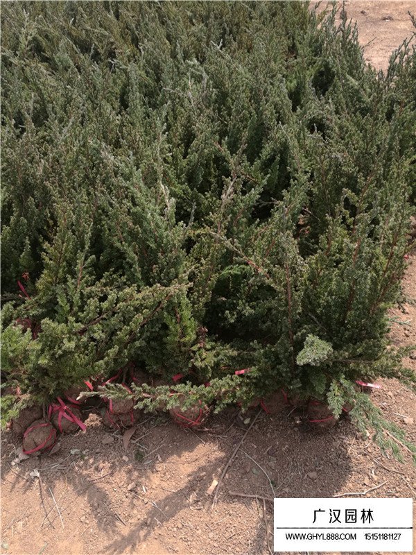 80公分地柏的價格(圖4)