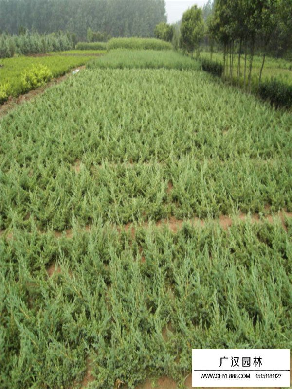 地柏的基本信息(圖1)