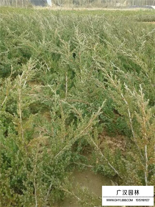 地柏的價(jià)值(圖3)