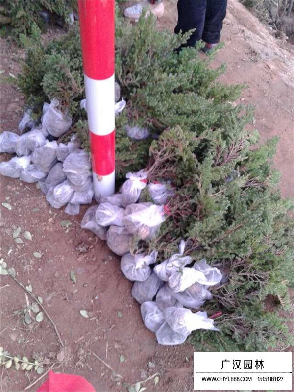 地柏的盆景養(yǎng)護(hù)(圖4)