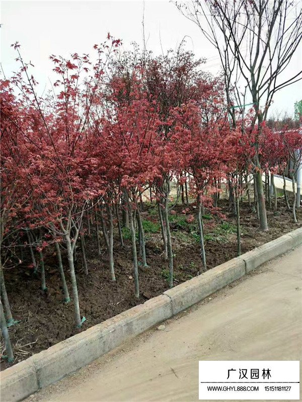 紅楓繁殖方法(圖3)