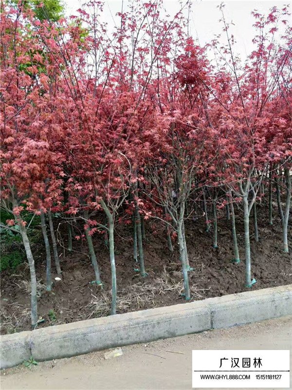 怎樣養(yǎng)好紅楓？(圖3)