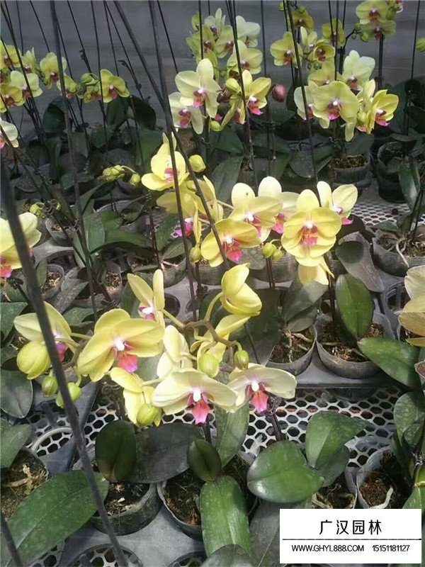 蝴蝶蘭基地(圖3)