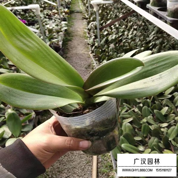 蝴蝶蘭的價(jià)格(圖1)