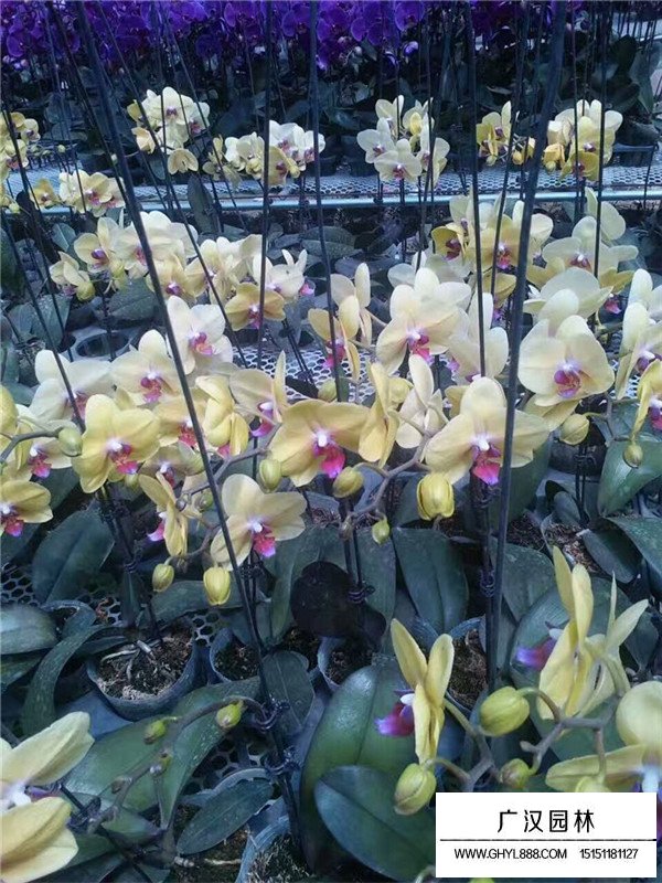 蝴蝶蘭價格(圖4)