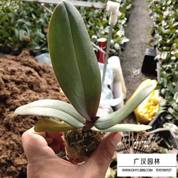 蝴蝶蘭都有哪些規(guī)格(圖1)