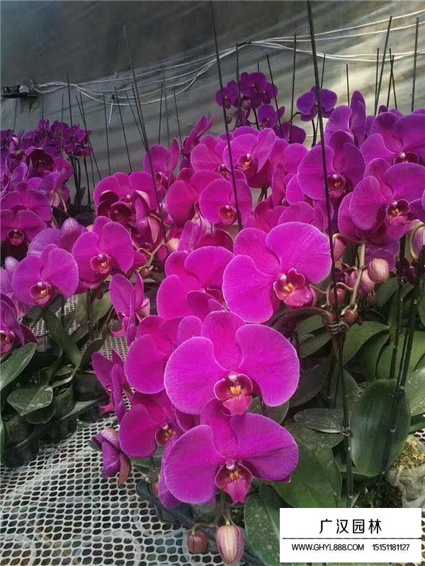 蝴蝶蘭都有哪些規(guī)格(圖3)