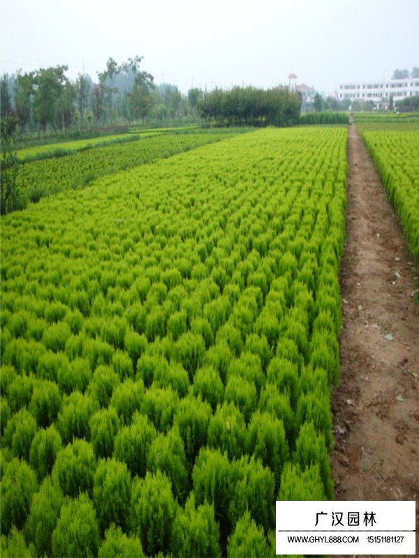 灑金柏的市場行情(圖4)