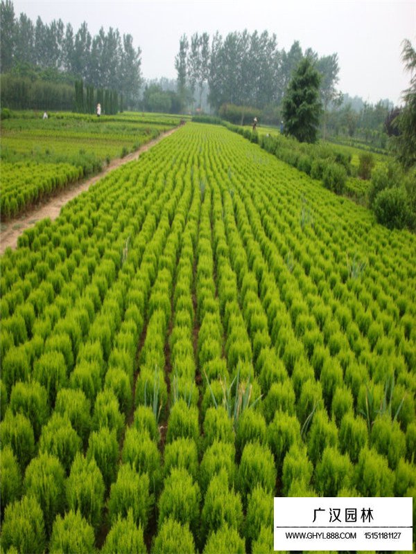 灑金柏市場行情(圖3)