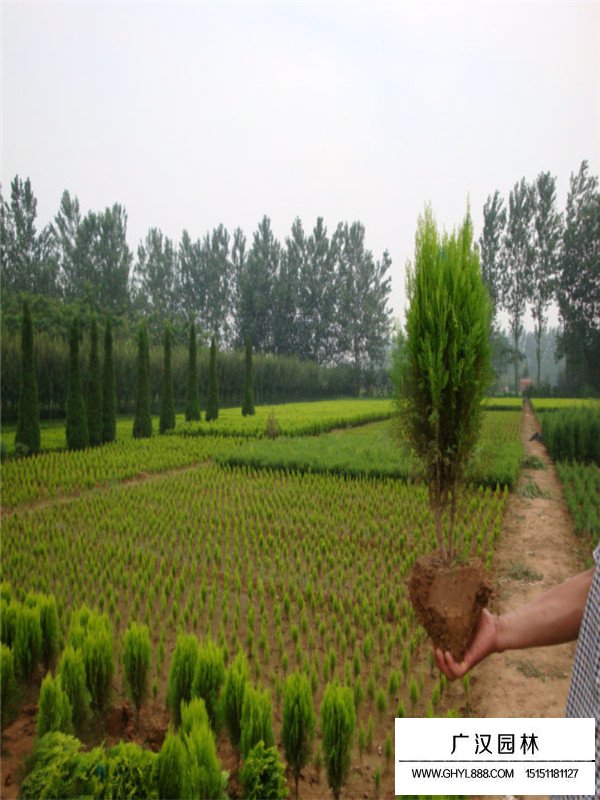 灑金柏市場行情(圖2)