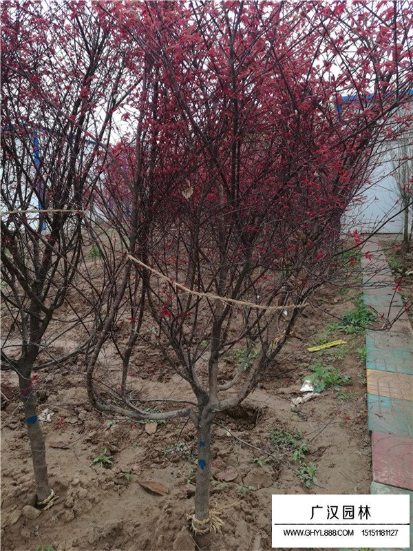 紅楓盆景的制作(圖1)