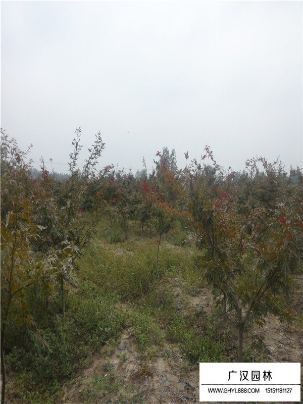 紅楓盆景多少錢(圖4)