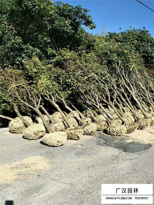 紅楓移栽后注意事項(圖1)