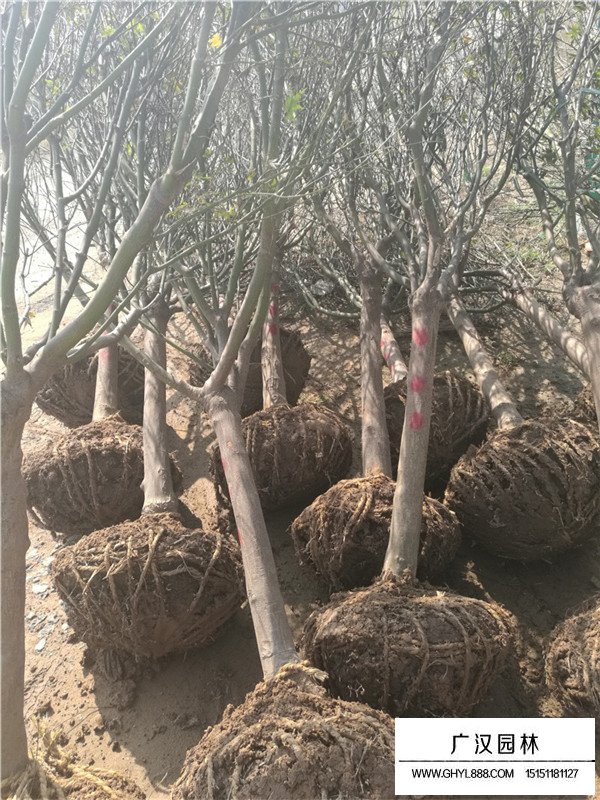 紅楓移栽后護(hù)理(圖3)