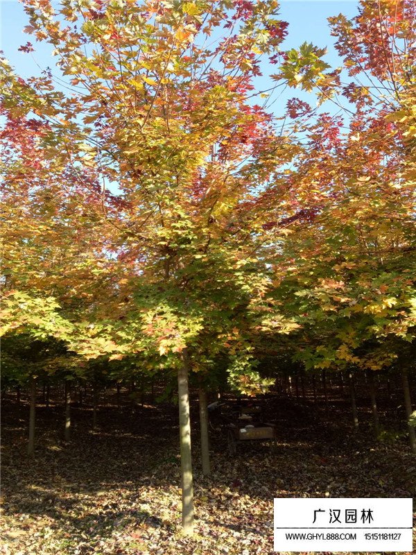 紅楓樹(shù)扦插生根最快方法(圖4)