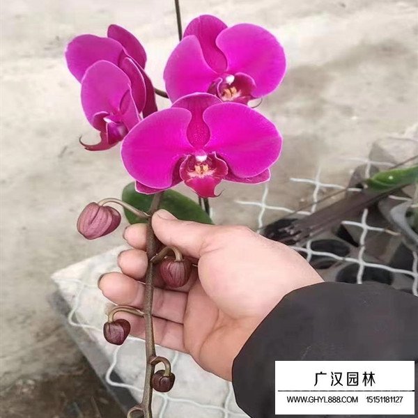 蝴蝶蘭相干信息(圖3)