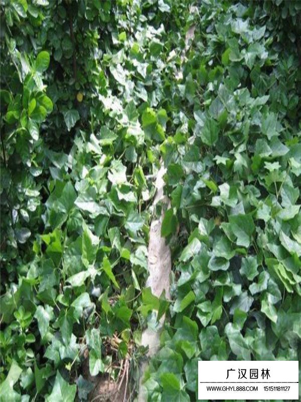 常春藤市場行情(圖1)