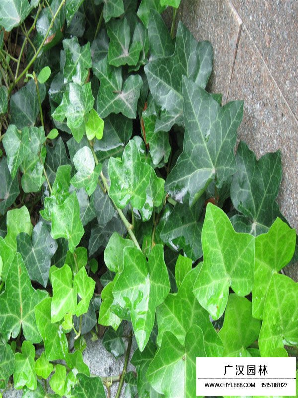 2020常春藤市場行情(圖2)