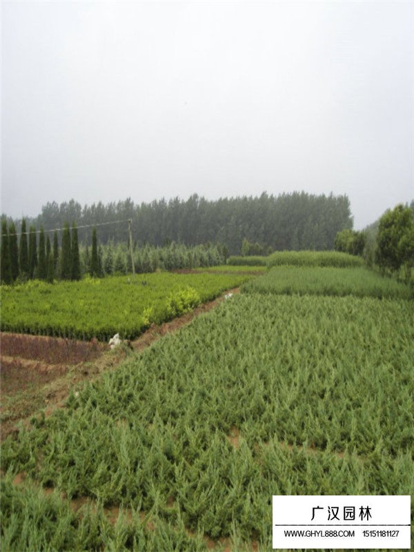 地柏怎么挖(圖4)