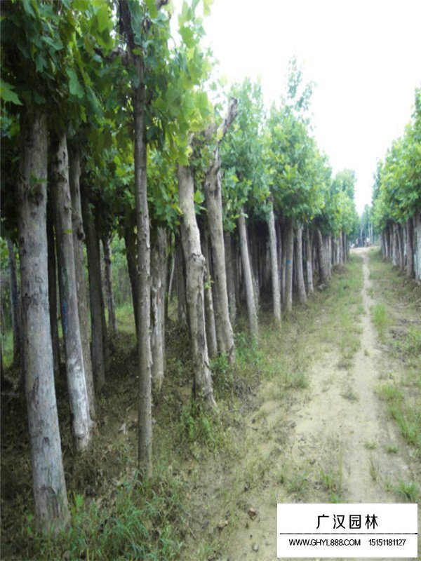 法國梧桐市場行情(圖4)