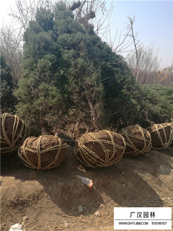 塔柏有什么市場價值(圖1)