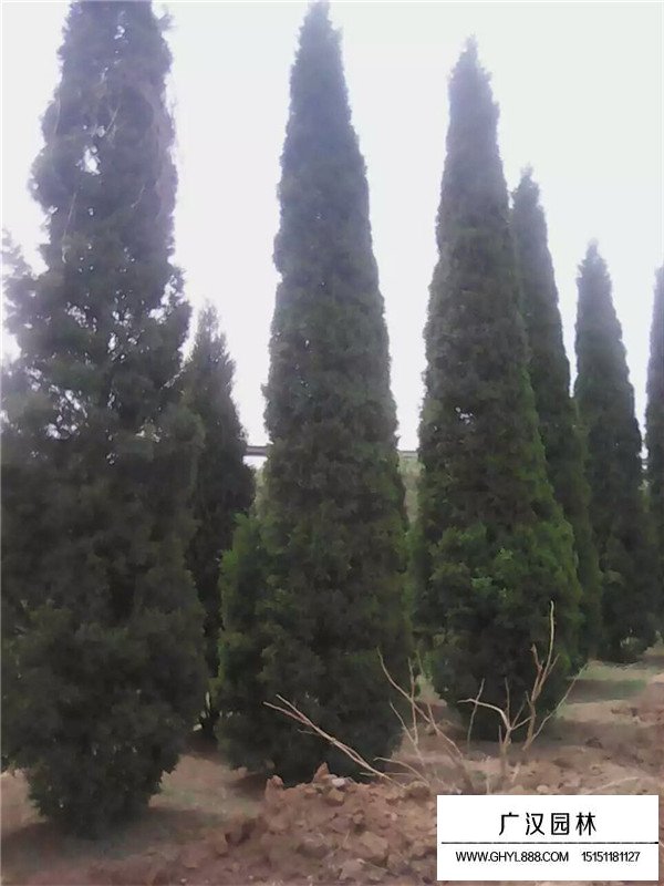 塔柏最新價(jià)格(圖1)