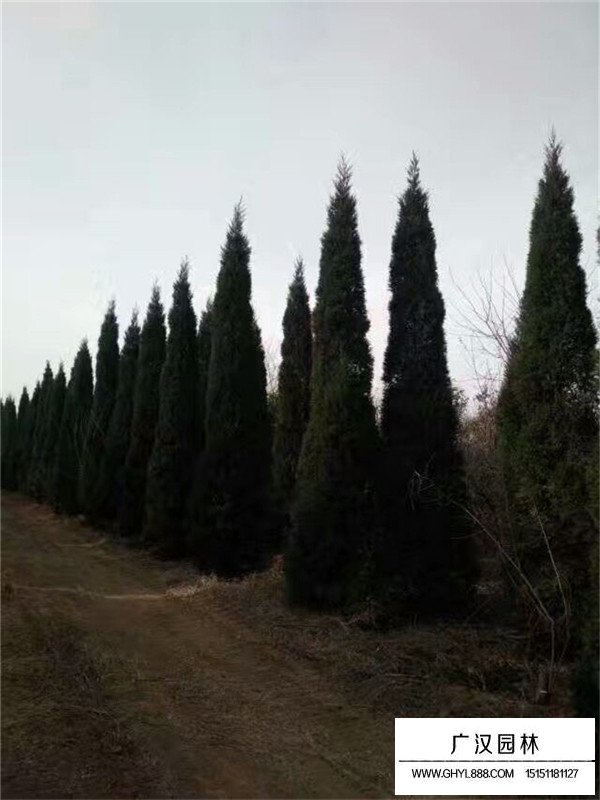 塔柏最新價(jià)格(圖3)