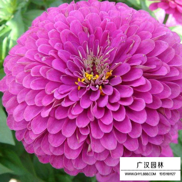 百日草的管理及種植方法(圖1)