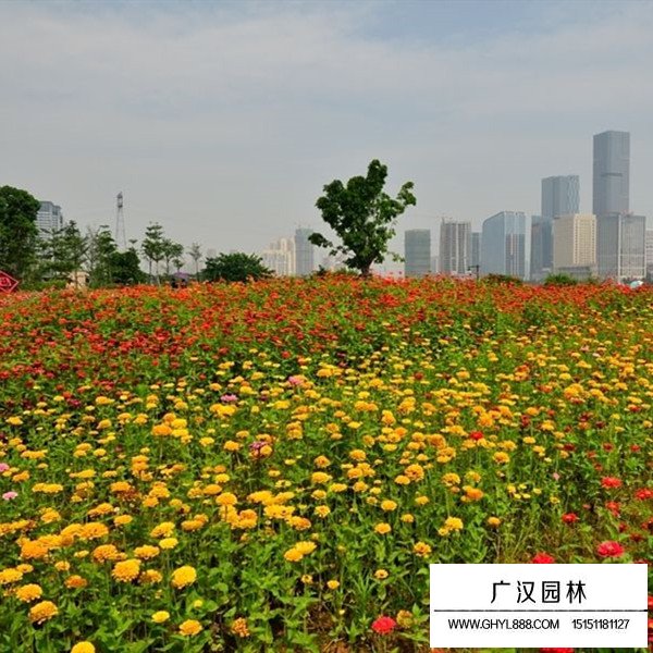 百日草分布在哪里(圖4)