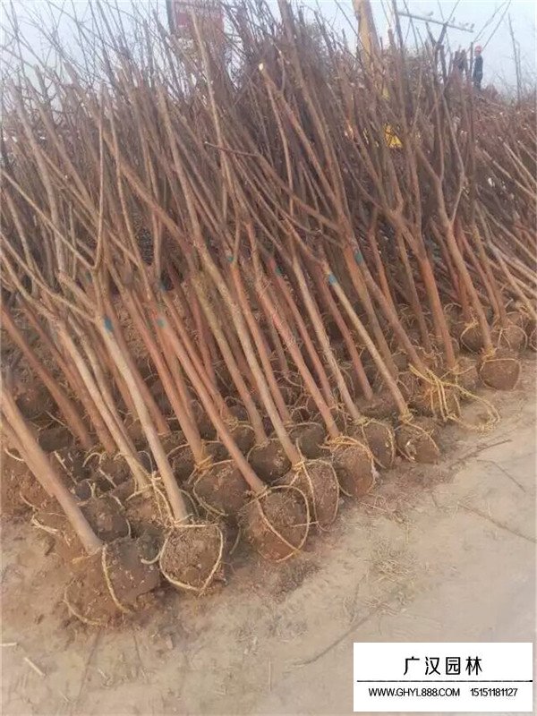 百日紅的花期和果期(圖2)