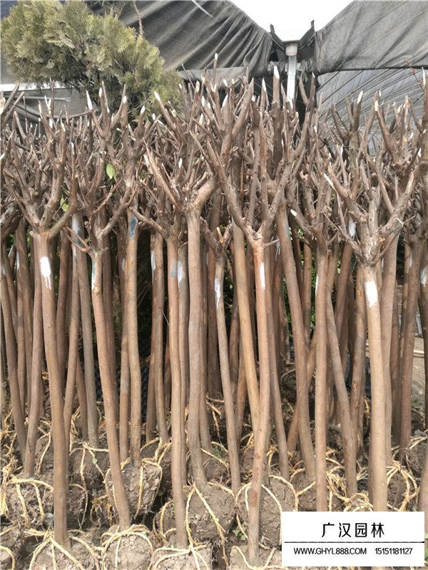 百日紅的花期和果期(圖3)