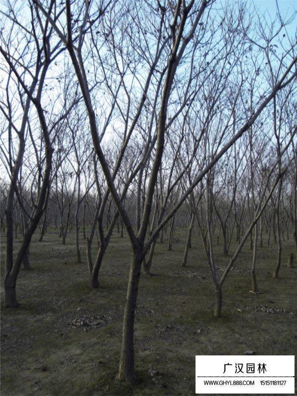 板栗樹的養(yǎng)護方法(圖4)