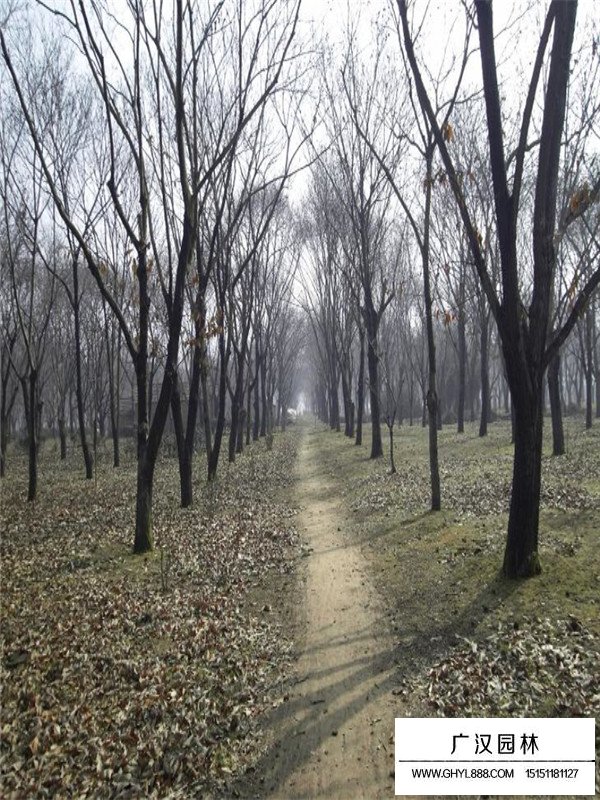 板栗樹的價值(圖1)