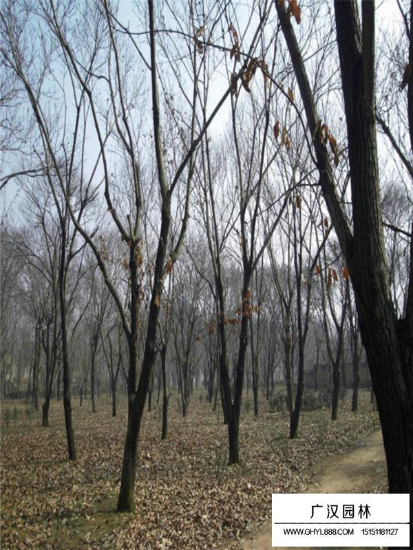 板栗樹的價值(圖2)