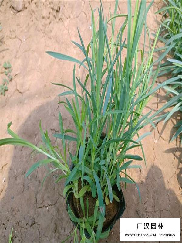 常夏石竹介紹(圖4)