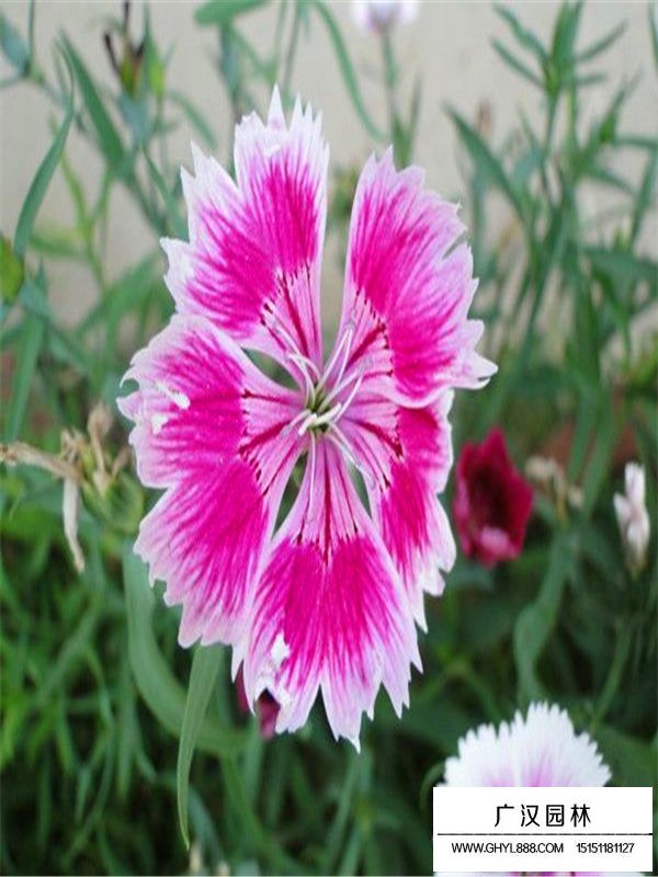 常夏石竹栽培技術(shù)(圖4)