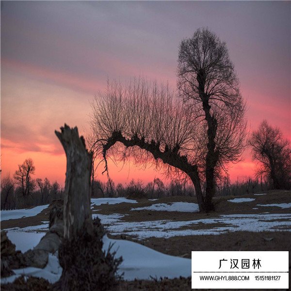 怪柳的田間種植方法(圖1)