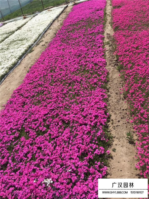 常夏石竹的花期果期(圖3)