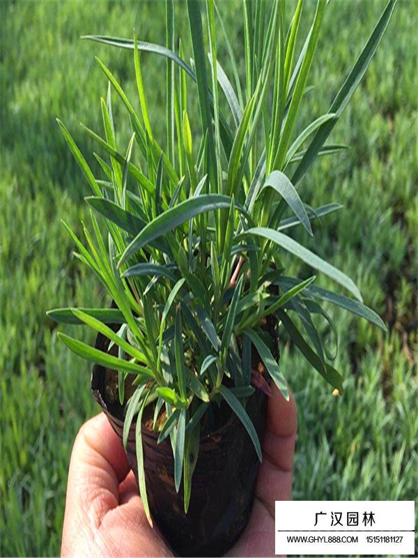 常夏石竹的基地(圖2)