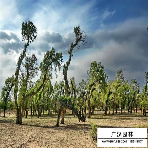 怪柳的花期和果期(圖2)