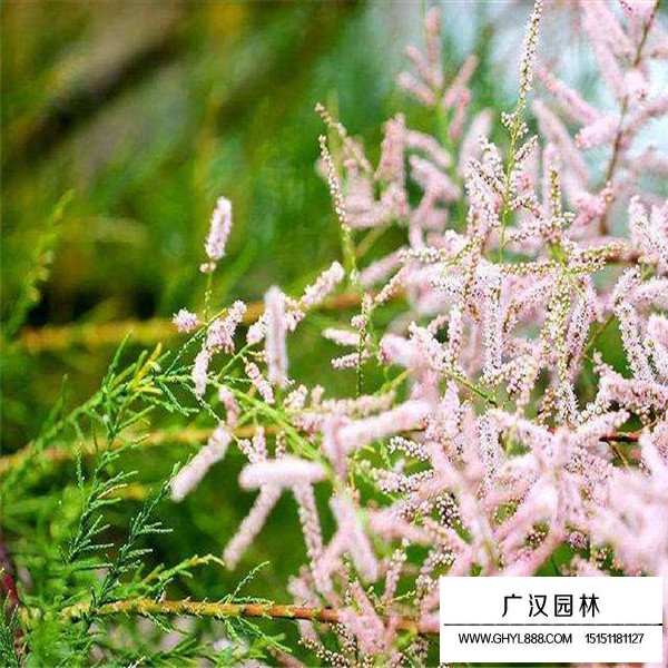 怪柳的圖片哪里找(圖2)