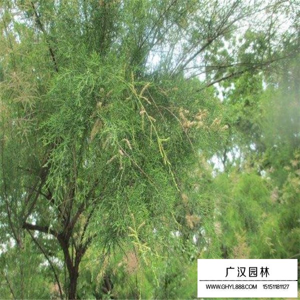 怪柳的圖片哪里找(圖3)