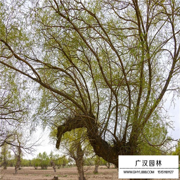 怪柳如何區(qū)分(圖1)