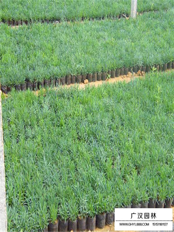 常夏石竹的養(yǎng)護(hù)(圖1)