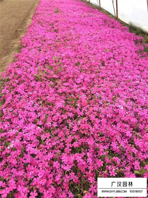 常夏石竹和五彩石竹區(qū)別(圖4)