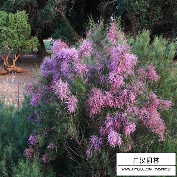 怪柳的基地(圖2)