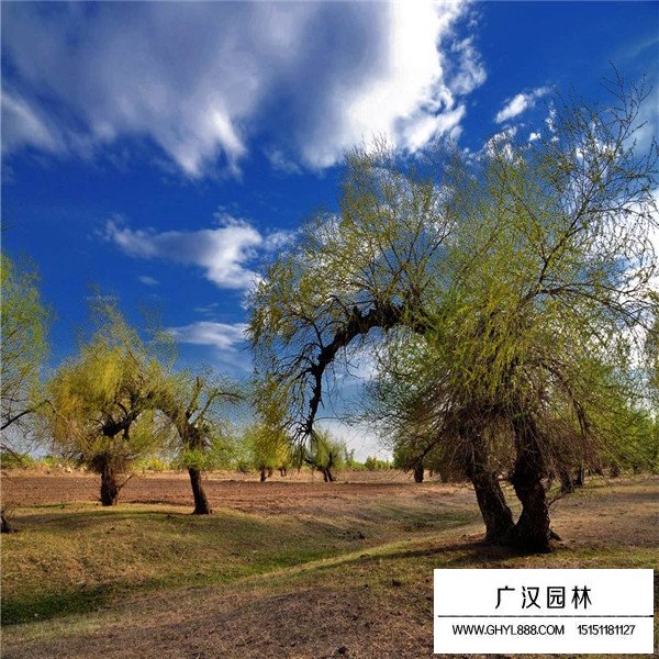 怪柳盆景怎么養(yǎng)護(hù)(圖1)