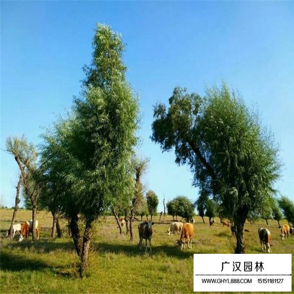 怪柳盆景怎么養(yǎng)(圖3)