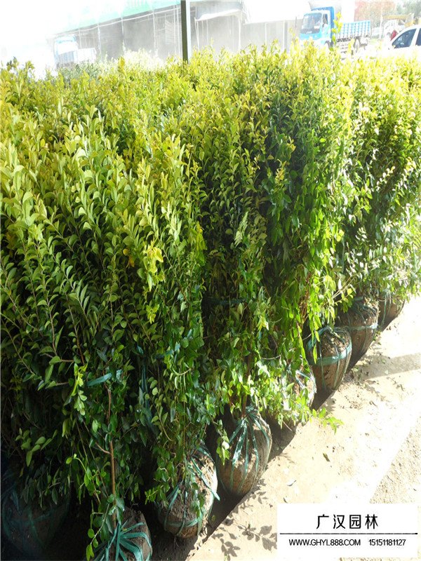 金葉女貞球資料(圖1)