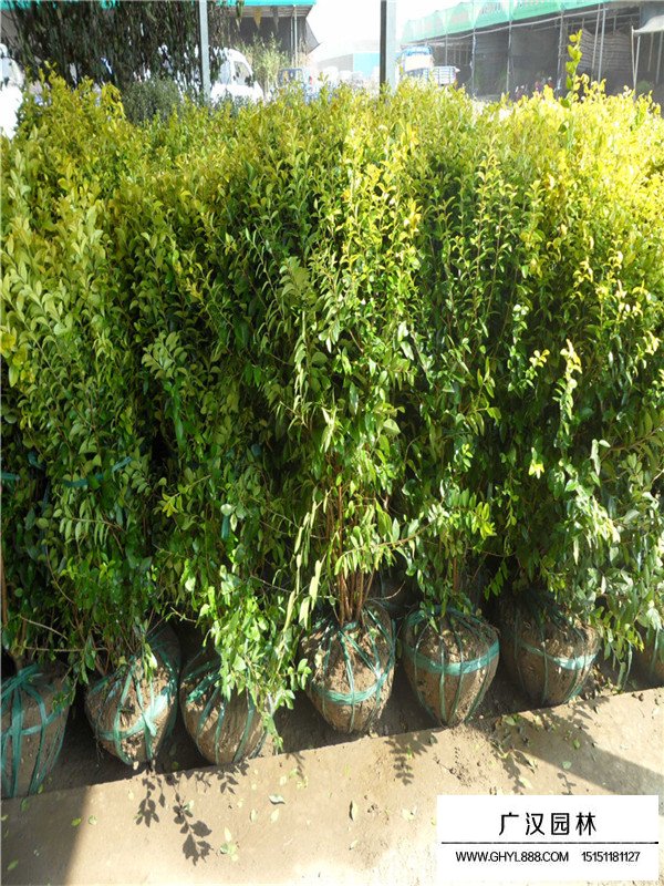 金葉女貞球資料(圖2)